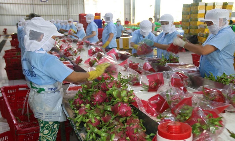 Xuất khẩu trái cây - trái thanh long xuất khẩu
